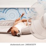 久久小说网改版后叫什么:探索新平台名称与功能的全面解析 d5ujb5y